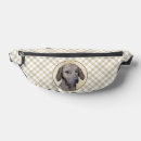 Recherche de chien de plott Tracer
