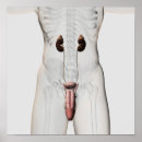 Recherche de urinaire posters Translucide