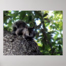 Recherche de reposant posters Écureuil