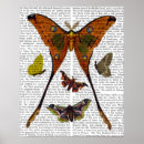 Recherche de papillon turquoise art Papillons
