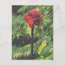 Recherche de fleur gingembre cartes postales Torche
