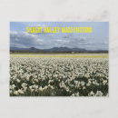 Recherche de jonquille cartes postales Jardin