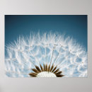 Recherche de dandelion posters Jardin