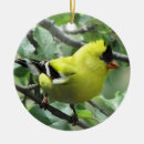 Recherche de chardonnerets ornements Jaune