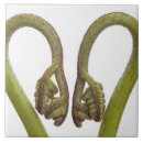 Recherche de fougère carreaux Plantes