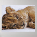 Recherche de regard de lion posters Regarder la caméra