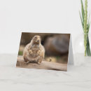 Recherche de chien de prairie vœux cartes Marmotte