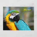 Recherche de le macao Oiseau