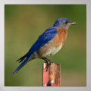 Recherche de oiseau américain posters Proie