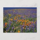 Recherche de angels cartes postales Nature