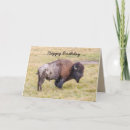 Recherche de bison anniversaire cartes Wyoming