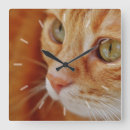 Recherche de chat tigré orange horloges Félin