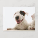 Recherche de tête taureau cartes postales Partie du corps animal