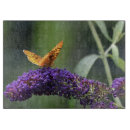 Recherche de beaux papillons planches à découper Insecte