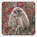 Recherche de gibbon autocollants Primate