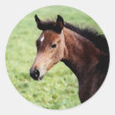 Recherche de le cheval arabe autocollants Baie