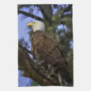 Recherche de aigle chauve cuisine linges Nature