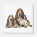 Recherche de domestiqué magnets Mignon