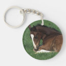Recherche de warmblood Poulain
