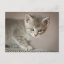 Recherche de animal familier cartes postales chaton