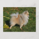 Recherche de spitz nain cartes postales Chien