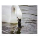 Recherche de toundra posters Oiseau