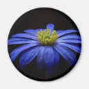 Recherche de gerbera magnets Marguerite