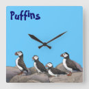 Recherche de puffin horloges Nature