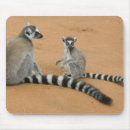 Recherche de lemur tapis souris Faune