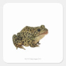 Recherche de reptiles autocollants Coquilles