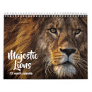 Recherche de bête photographie Lion