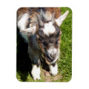 Recherche de chèvre mignonne magnets Animaux de ferme