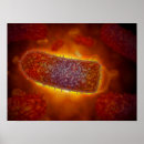 Recherche de microscopique posters Cellule