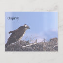 Recherche de aigle de mer cartes postales Balbuzard