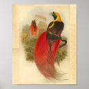 Recherche de paradise posters Oiseau