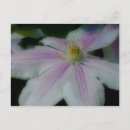 Recherche de clematis cartes postales Rose
