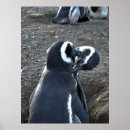Recherche de poussin pingouin posters Faune