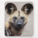 Recherche de menacé tapis souris Afrique
