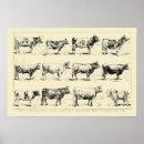 Recherche de bovin art Bétail