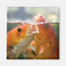 Recherche de koi magnets Natation