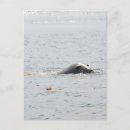 Recherche de joints de marine posters Phoques