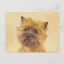 Recherche de cairn terrier cartes postales Chiot