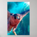 Recherche de rapaces posters Pérégrine