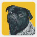Recherche de carlin noir Dog