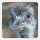 Recherche de oeil animal autocollants Photographie