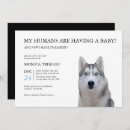 Recherche de husky invitations Chiot