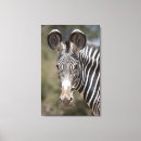 Recherche de tête zèbre posters Kenya