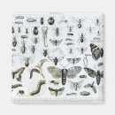 Recherche de insecte fait sur commande magnets Chenille