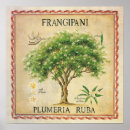 Recherche de plumeria art Botanique