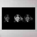 Recherche de chat sauvage posters Chats sauvages
